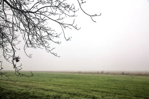 Cultivated Field Foggy Day Framed Bare Tree Branches — Foto Stock