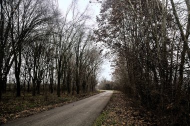 Road in a grove with bare trees on a cloudy day in winter