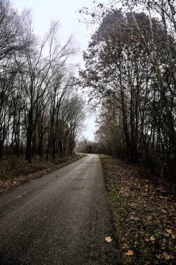 Road in a grove with bare trees on a cloudy day in winter