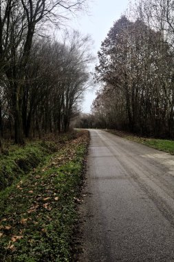 Road in a grove with bare trees on a cloudy day in winter