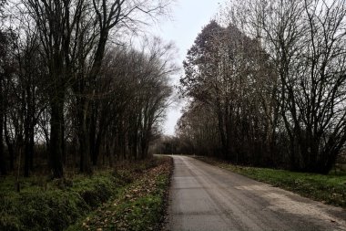 Road in a grove with bare trees on a cloudy day in winter