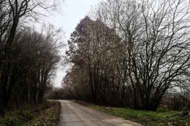 Road in a grove with bare trees on a cloudy day in winter