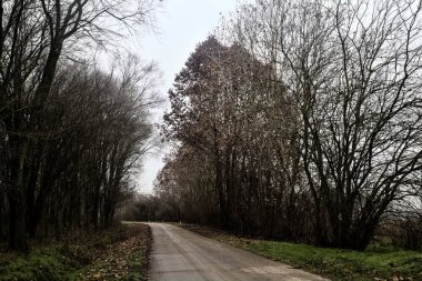 Road in a grove with bare trees on a cloudy day in winter