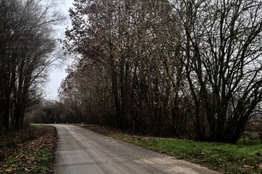 Road in a grove with bare trees on a cloudy day in winter