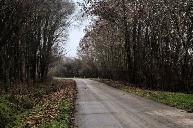 Road in a grove with bare trees on a cloudy day in winter