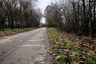 Road in a grove with bare trees on a cloudy day in winter