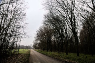 Road in a grove with bare trees on a cloudy day in winter