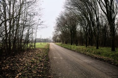 Road in a grove with bare trees on a cloudy day in winter