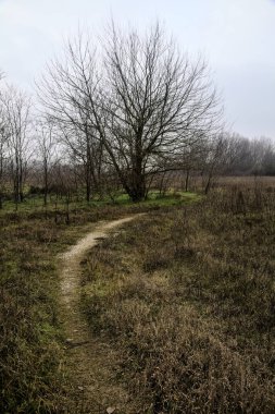Tiny path with bare trees in the middle of an uncultivated field on a cloudy day in winter