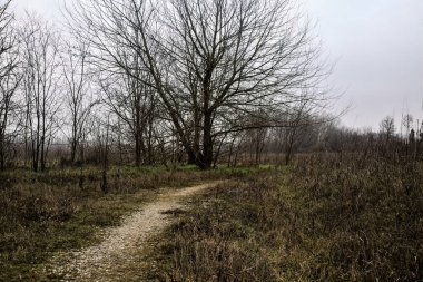 Tiny path with bare trees in the middle of an uncultivated field on a cloudy day in winter