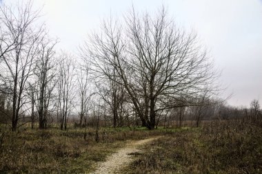 Tiny path with bare trees in the middle of an uncultivated field on a cloudy day in winter