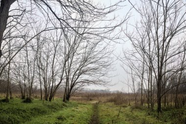 Tiny path with bare trees in the middle of an uncultivated field on a cloudy day in winter