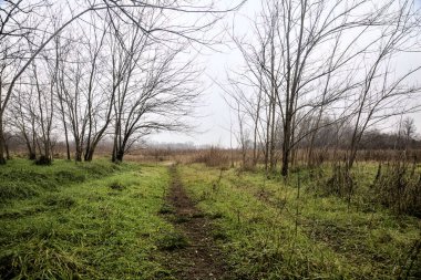 Tiny path with bare trees in the middle of an uncultivated field on a cloudy day in winter