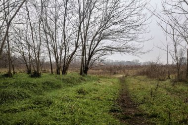 Tiny path with bare trees in the middle of an uncultivated field on a cloudy day in winter