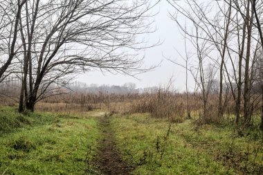 Tiny path with bare trees in the middle of an uncultivated field on a cloudy day in winter