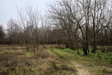 Tiny path with bare trees in the middle of an uncultivated field on a cloudy day in winter