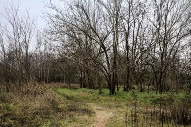 Tiny path with bare trees in the middle of an uncultivated field on a cloudy day in winter