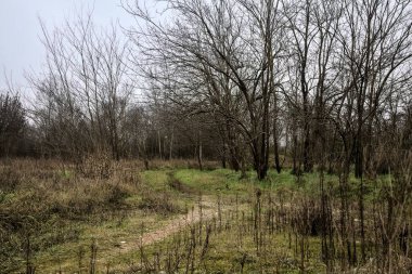 Tiny path with bare trees in the middle of an uncultivated field on a cloudy day in winter