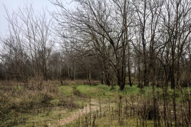 Tiny path with bare trees in the middle of an uncultivated field on a cloudy day in winter