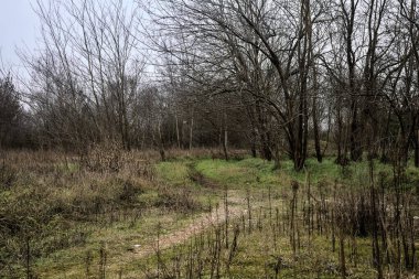 Tiny path with bare trees in the middle of an uncultivated field on a cloudy day in winter