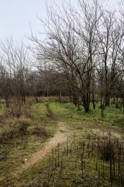 Tiny path with bare trees in the middle of an uncultivated field on a cloudy day in winter