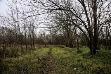 Tiny path with bare trees in the middle of an uncultivated field on a cloudy day in winter