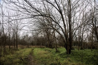 Tiny path with bare trees in the middle of an uncultivated field on a cloudy day in winter