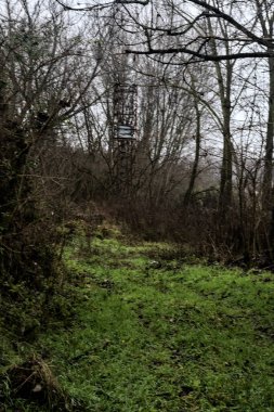 Path in a bare grove in winter with an electricity pylon covered by bare bushes and ivy