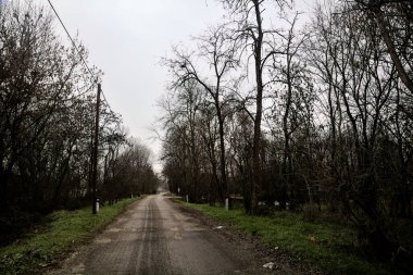 Road in a grove with bare trees on a cloudy day in winter