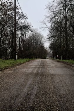 Road in a grove with bare trees on a cloudy day in winter