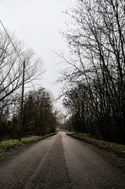 Road in a grove with bare trees on a cloudy day in winter