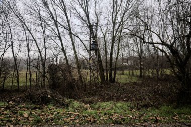 Old electricity pylon covered by ivy in a bare grove in the italian countryside in winter