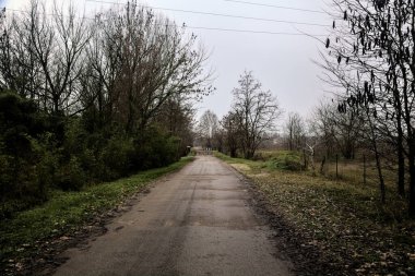 Road in a grove with bare trees on a cloudy day in winter
