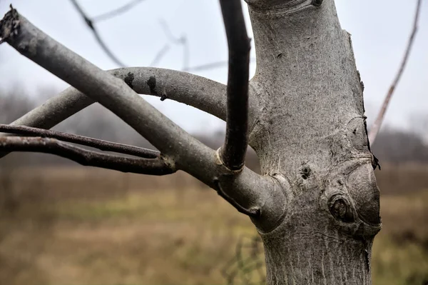 Tree Trunk Branches Seen Close — Foto Stock