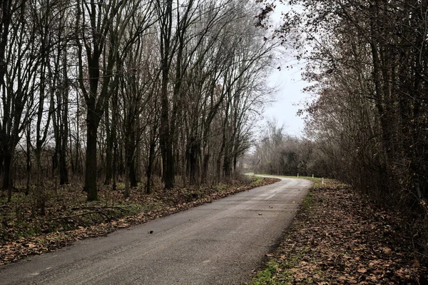 Road Grove Bare Trees Cloudy Day Winter — Foto Stock