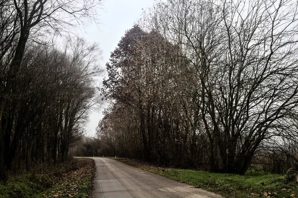 Road Grove Bare Trees Cloudy Day Winter — 스톡 사진