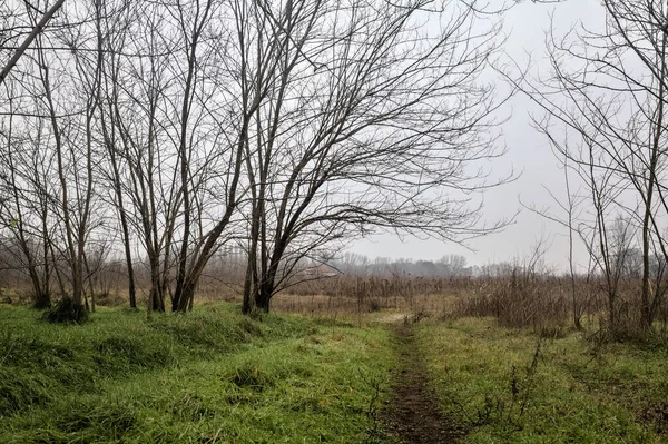 Tiny Path Bare Trees Middle Uncultivated Field Cloudy Day Winter — Stockfoto