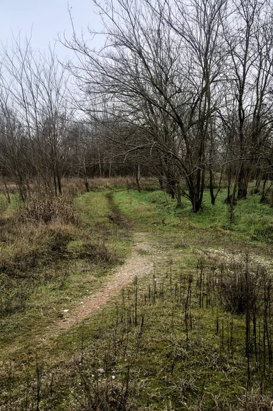 Tiny Path Bare Trees Middle Uncultivated Field Cloudy Day Winter — Stok fotoğraf