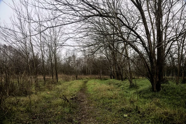 Tiny Path Bare Trees Middle Uncultivated Field Cloudy Day Winter — Fotografia de Stock
