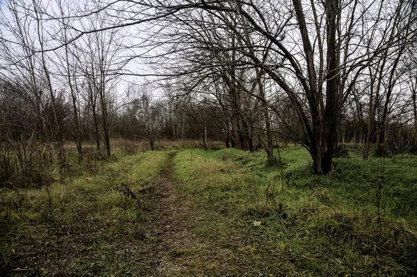 Tiny Path Bare Trees Middle Uncultivated Field Cloudy Day Winter — Stock fotografie