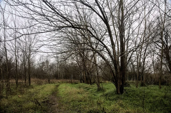 Tiny Path Bare Trees Middle Uncultivated Field Cloudy Day Winter — Fotografia de Stock