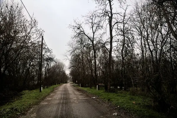 Road Grove Bare Trees Cloudy Day Winter — Stok fotoğraf
