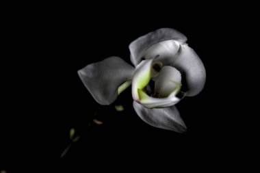 Karanlıkta beyaz falaenopsis orkidesi