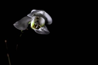 Karanlıkta beyaz falaenopsis orkidesi