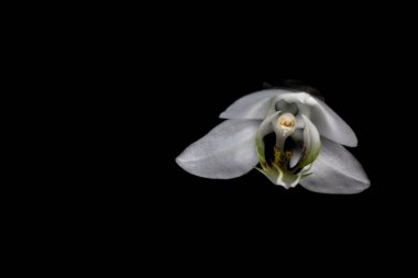 Karanlıkta beyaz falaenopsis orkidesi