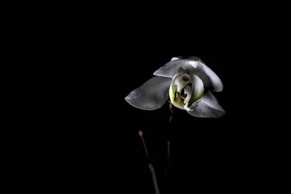 Orchidée Blanche Phalaenopsis Dans Obscurité — Photo