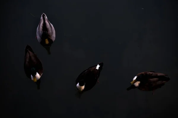 Mallards Floating Water Dusk Seen — Stock Photo, Image