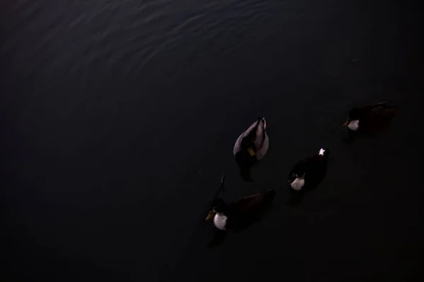 Stockenten Treiben Der Abenddämmerung Von Oben Gesehen Auf Dem Wasser — Stockfoto