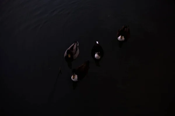 Mallards Plovoucí Vodě Soumraku Shora — Stock fotografie