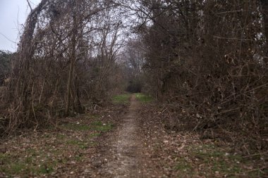 Kışın bulutlu bir günde ağaçların arasındaki ağaçlarla çevrili küçük patika.